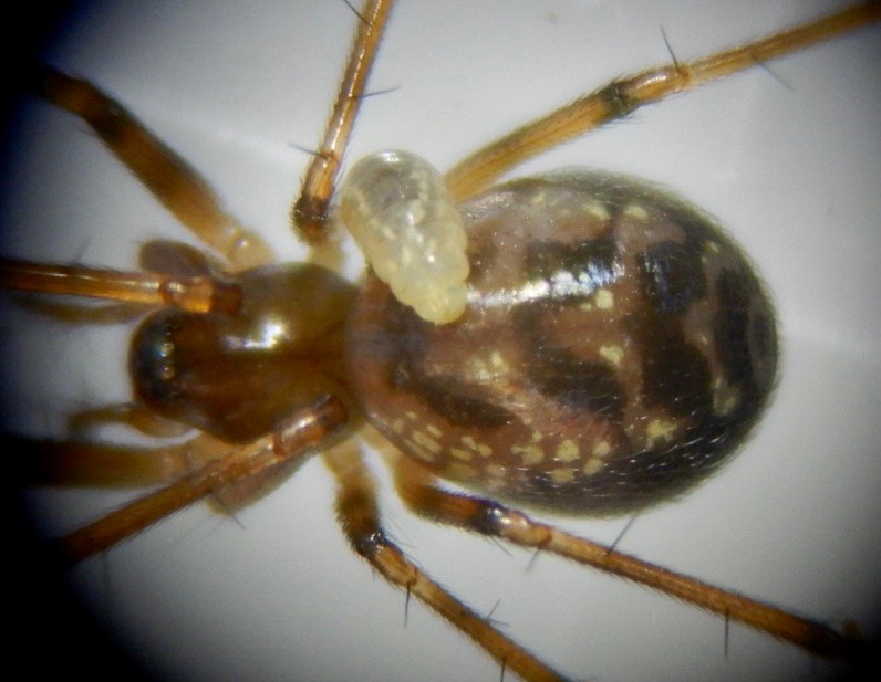 Image 9: Host with well-grown larva - close-up